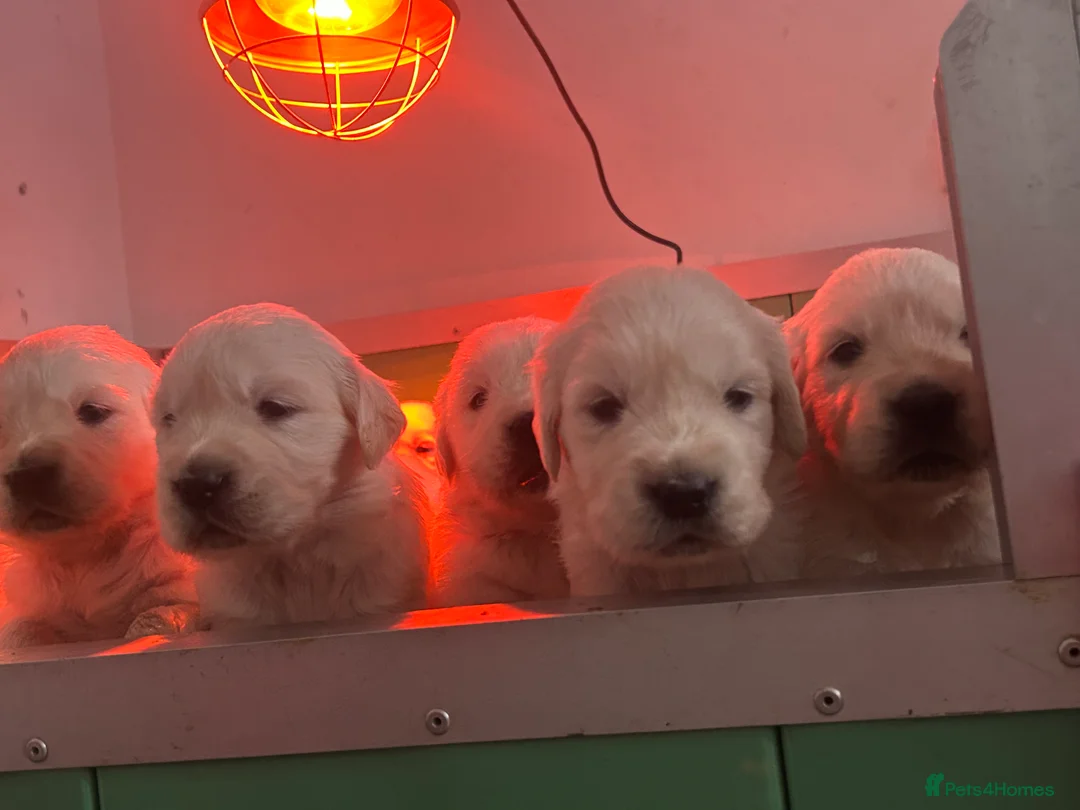 Golden Retriever dogs for sale: English cream golden retrievers - Advert 5