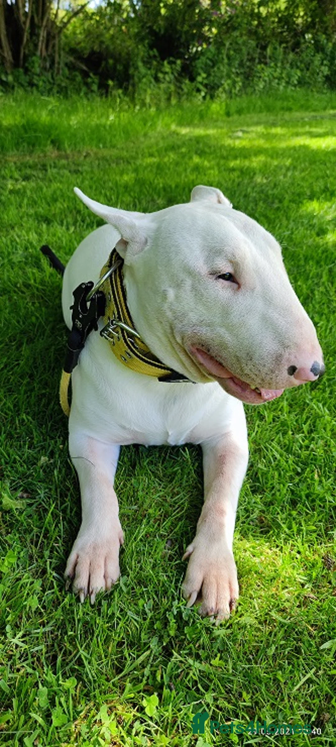 English Bull Terrier dogs for stud: Proven Quality Stud KC (Crufts qualifier) Dorset in Poole - Advert 2