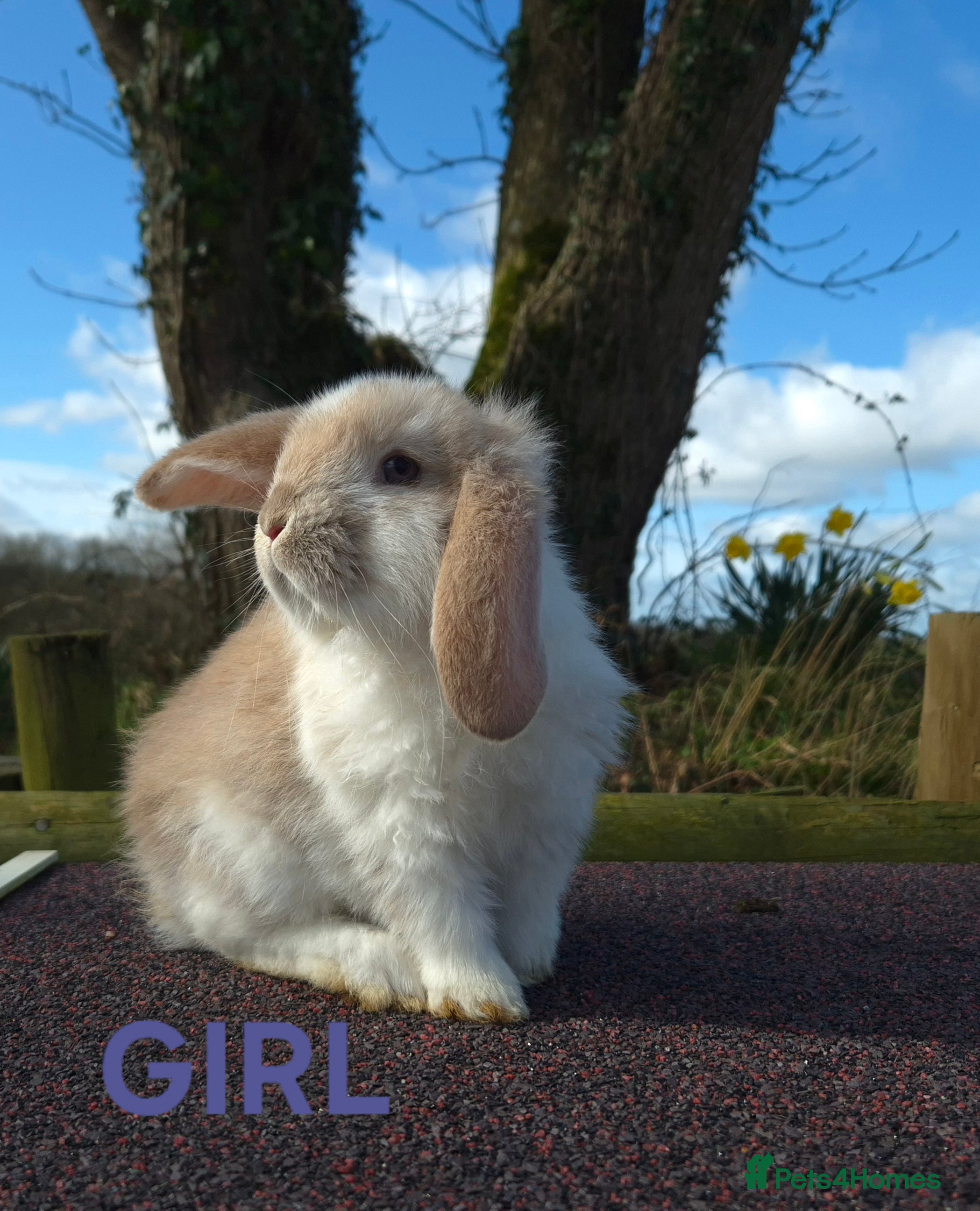 French Lop rabbits Stunning French Lops  - Advert 1