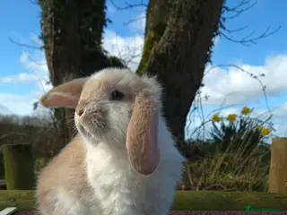 French Lop rabbits Stunning French Lops - Advert 1