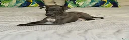 Italian Greyhound dogs for sale: Kc Italian greyhound 4 boys - Advert 14