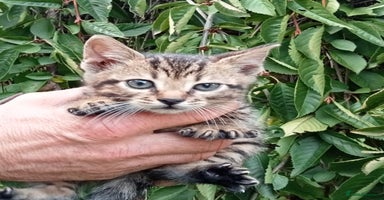 Mixed Breed cats - Advert 5