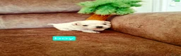 Maltese dogs for sale: Maltes puppies !! - Advert 4