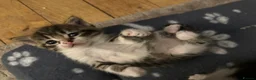 Mixed Breed cats for sale: Adorable kittens looking for their forever homes - Advert 15