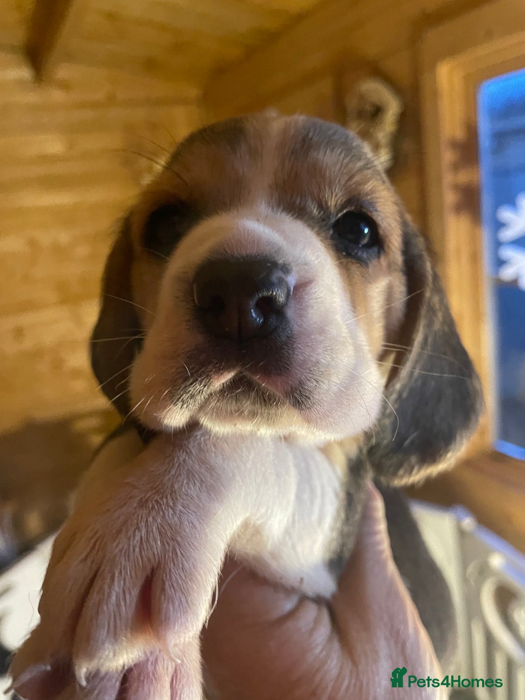 Beagle dogs for sale: 2tri girls kc reg ready after  **   - Advert 6