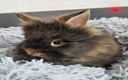 Lionhead rabbits for sale: Beautiful double maned bunnies ready to go - Image 4