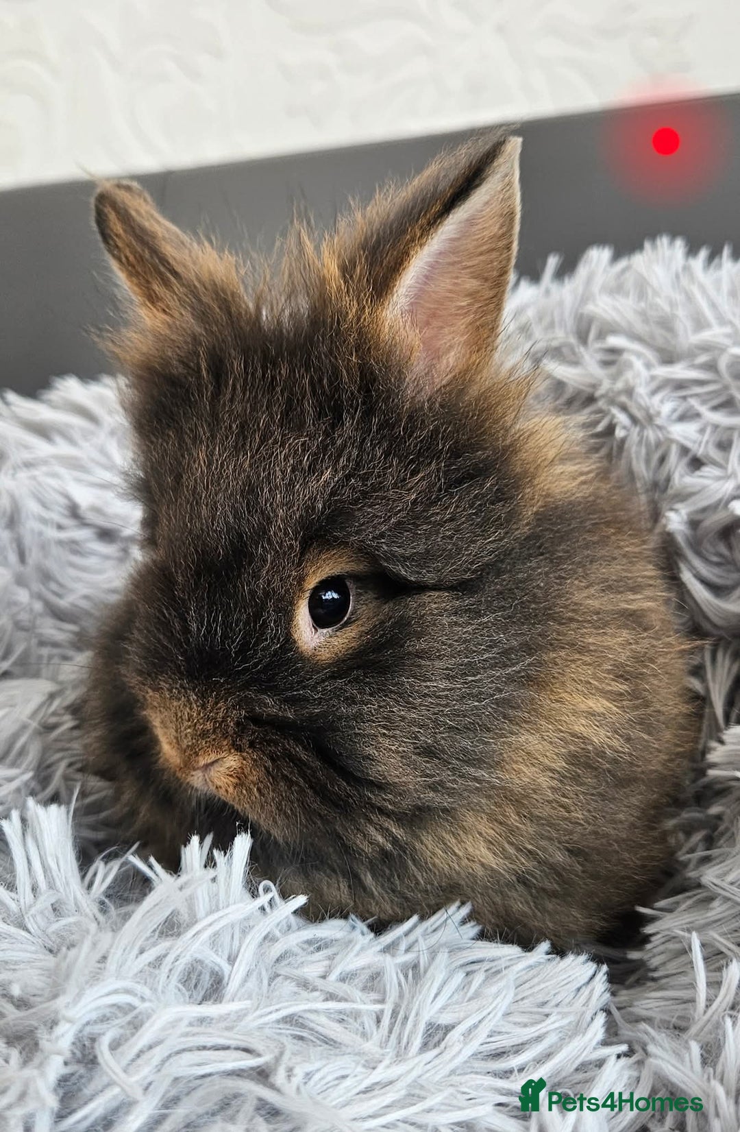 Lionhead rabbits for sale: Beautiful double maned bunnies ready to go - Image 4