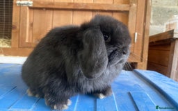 Mini Lop rabbits for sale: VACCINATED/wormed/flead mini lop babies  - Image 21