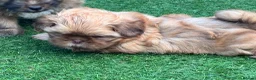 Shih Tzu dogs for sale: Handsome liver Shih Tzu boy puppy  - Advert 6
