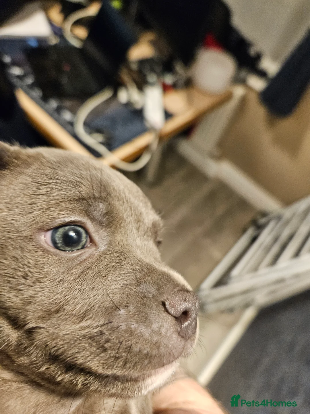 Staffordshire Bull Terrier dogs for sale: Blue staffordshire bull terrier pups - Advert 8