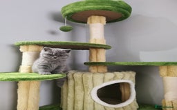British Shorthair cats for sale: BSH🇬🇧👑🇬🇧💙British Shorthair girl😻💙 Gccf  - Image 7