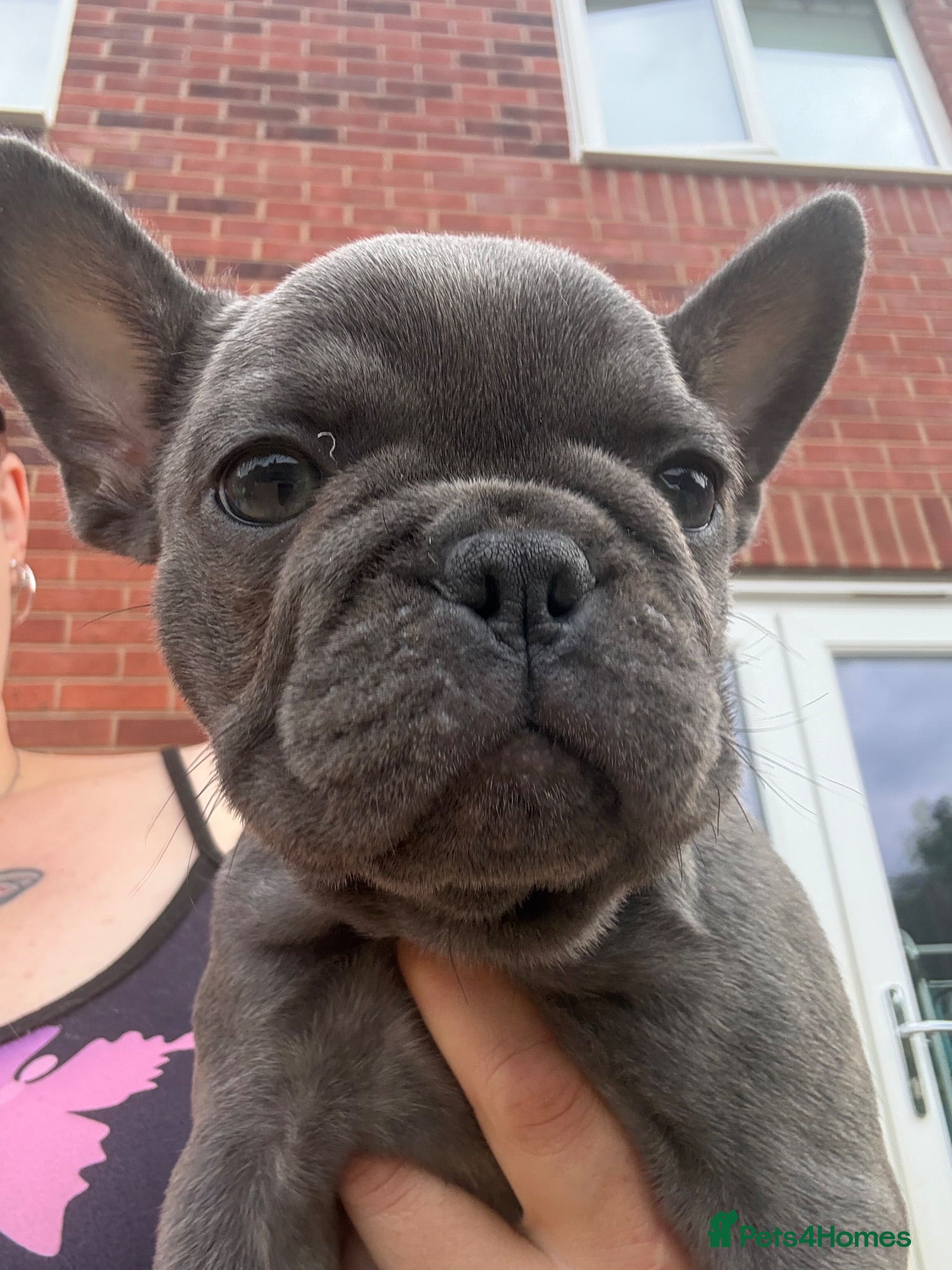 French Bulldog dogs Beautiful French bulldog puppies 1 girl remaining  - Advert 3