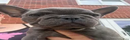 French Bulldog dogs for sale: Beautiful French bulldog puppies 1 girl remaining  - Advert 1