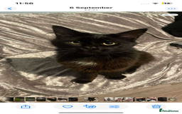 Maine Coon cats for sale: Beautiful Maine coon x kittens  - Image 2
