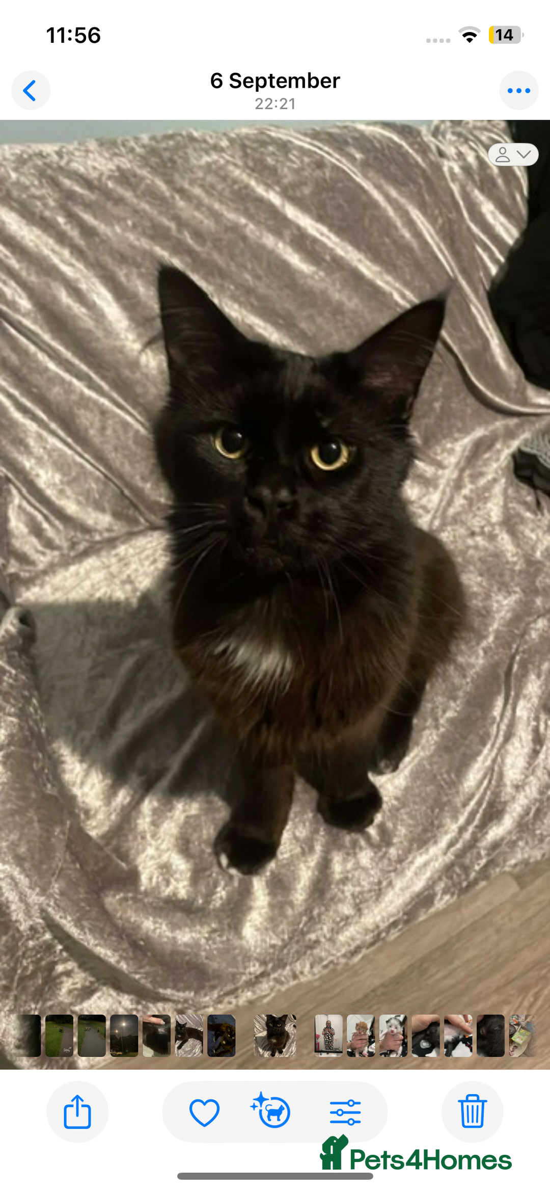 Maine Coon cats for sale: Beautiful Maine coon x kittens  - Image 2