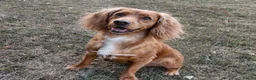 Cocker Spaniel dogs for sale: Fully Health Tested KC Reg Working Cocker Spaniels in Sheffield - Advert 7