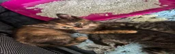 Mixed Breed cats for sale: 3 beautiful kittens ready to go  - Advert 5