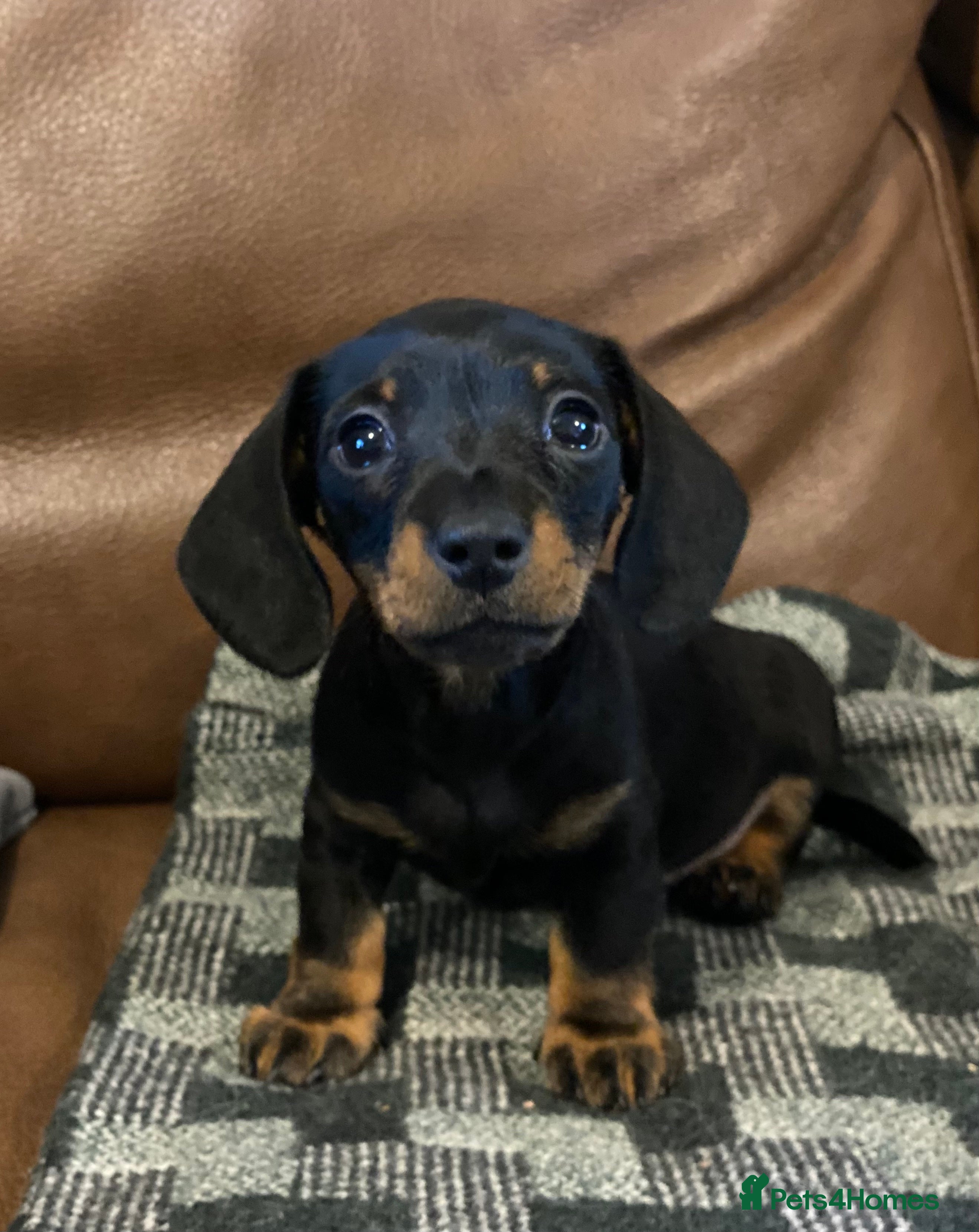Miniature Dachshund dogs KC Reg. Miniature Smooth Haired Dachshund Puppies - Advert 7