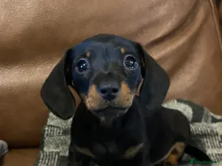Miniature Dachshund dogs KC Reg. Miniature Smooth Haired Dachshund Puppies - Advert 7