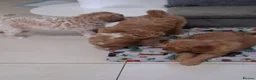 Goldendoodle dogs for sale: Multigen Double Doodle - Advert 6
