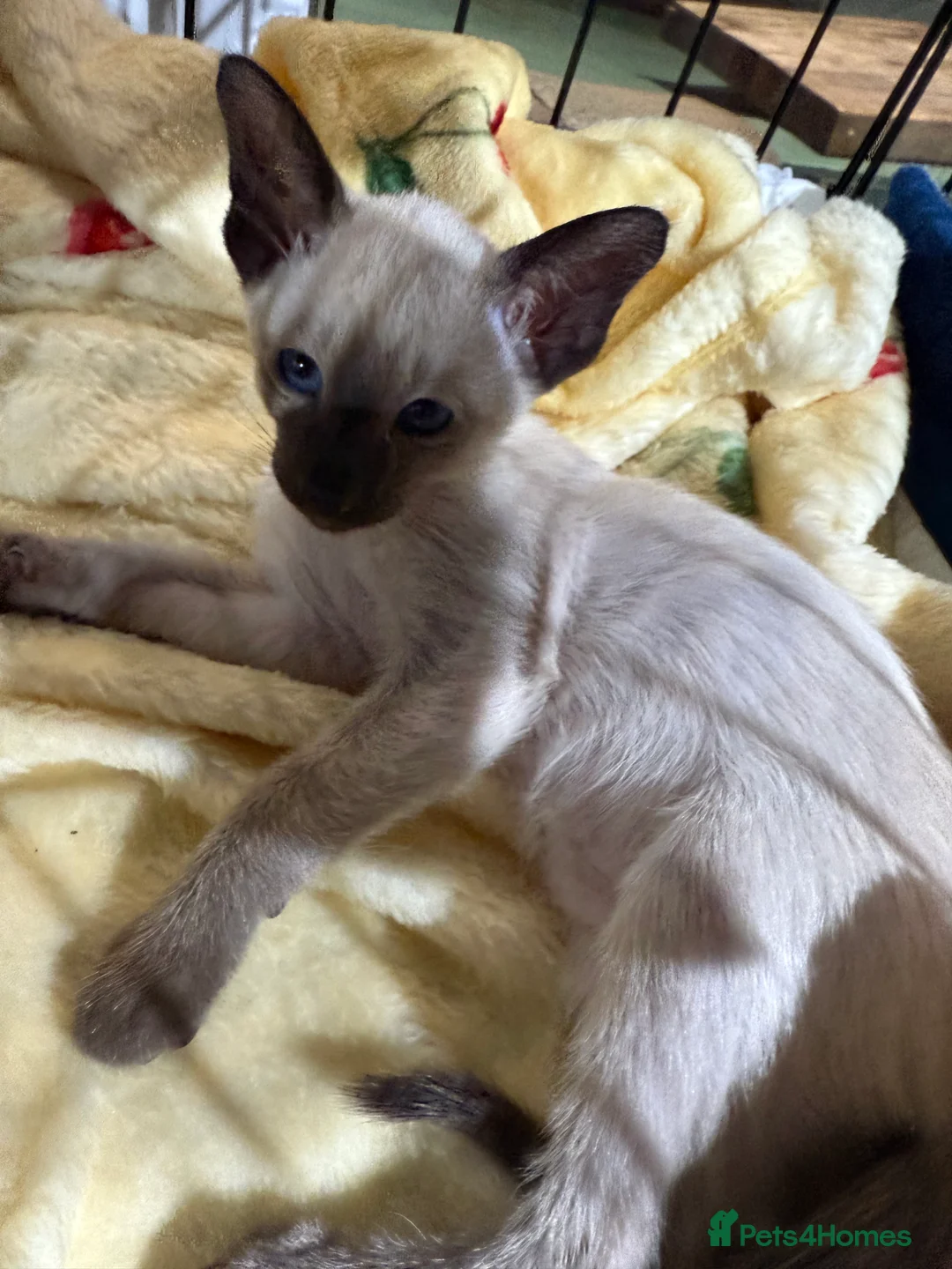 Siamese cats for sale: Siamese kittens  - Advert 3