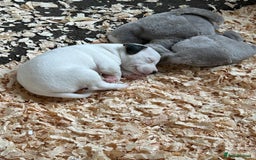 Jack Russell dogs for sale: 3 Lovely jack Russel girls - Image 6