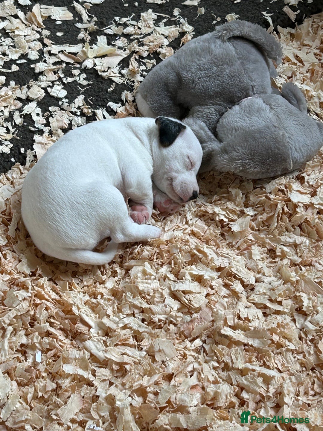 Jack Russell dogs for sale: 3 Lovely jack Russel girls - Image 6