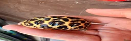 Tortoise reptiles for sale: Indian star tortoise - Advert 10