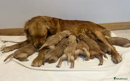 Goldendoodle dogs for sale: Gorgeous Goldendoodle Puppies  - Image 1