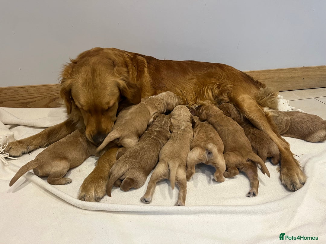 Goldendoodle dogs for sale: Gorgeous Goldendoodle Puppies  - Image 1