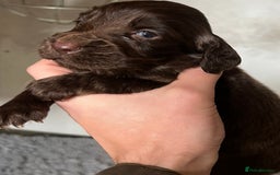 Cocker Spaniel dogs for sale: Beautiful KC Registered Cocker Spaniel Puppies 🐶  - Image 16
