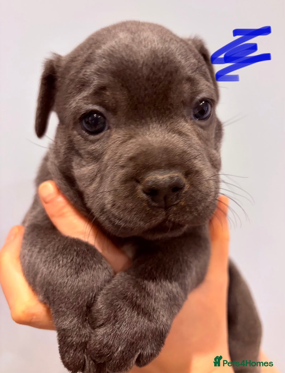 Staffordshire Bull Terrier dogs for sale: Blue Staffordshire bull terriers  - Advert 5