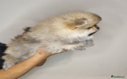 Pomeranian dogs for sale: CHAMPION BLOODLINE 3 female 1 male - Image 13
