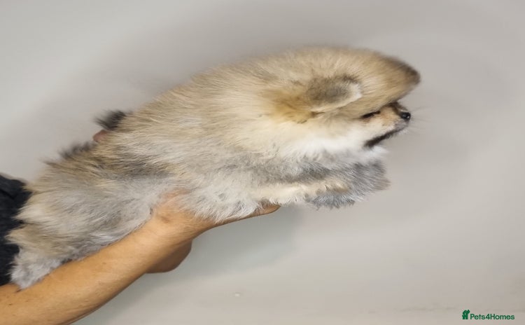 Pomeranian dogs - Advert 10