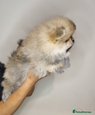 Pomeranian dogs - Advert 10