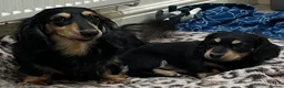 Miniature Dachshund dogs for sale: Miniature longhaired dacsund babies  - Advert 13