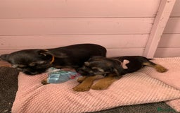 Border Terrier dogs for sale: Border terrier pups - Image 3