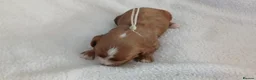 Cavapoo dogs for sale: F1 CAVAPOO PUPPIES  in Stevenage - Advert 38