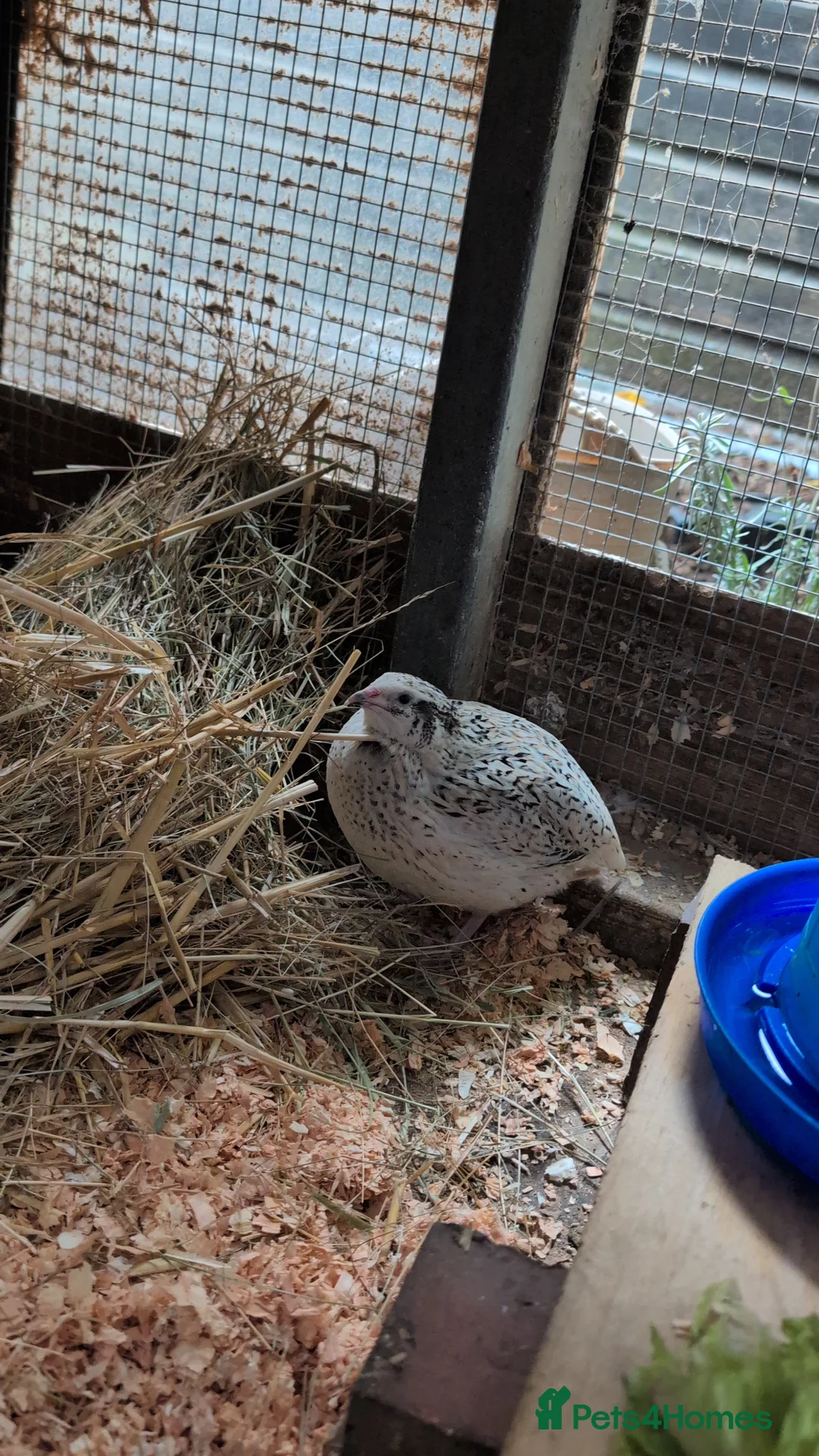 Quail poultry for sale: Mixed Coturnix Quail, Eggs, Chicks + Adults  in Addlestone - Advert 1