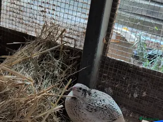 Quail poultry Mixed Coturnix Quail, Eggs, Chicks + Adults - Advert 1