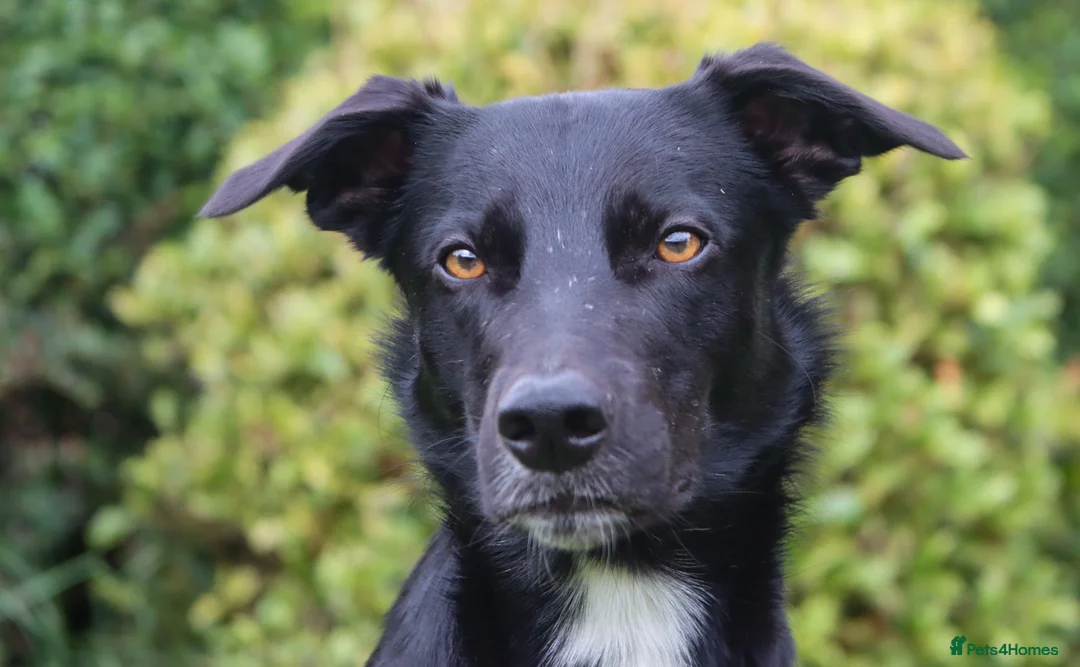 Lurcher dogs for stud: Lurcher - Collie/Whippet Crufts Flyball Champion in Stoke-on-Trent - Advert 6