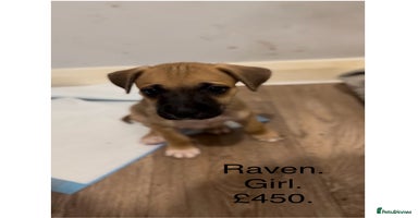 Mixed Breed dogs - Advert 16