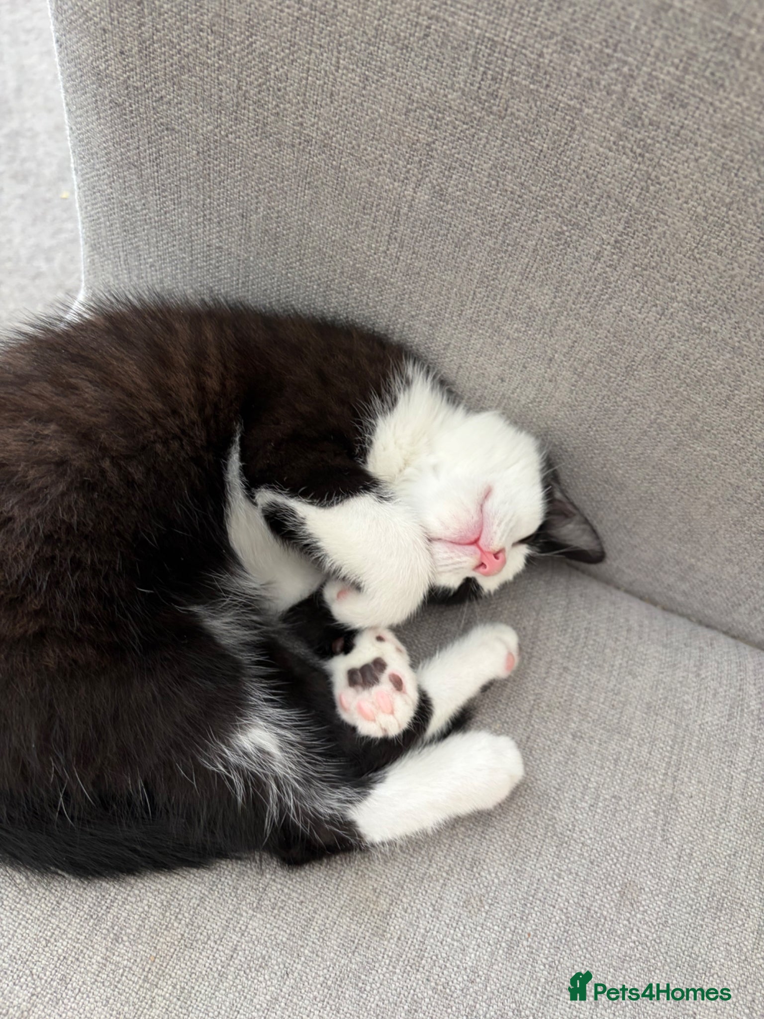 Mixed Breed cats Gorgeous 9 week old girl Kitten  - Advert 2
