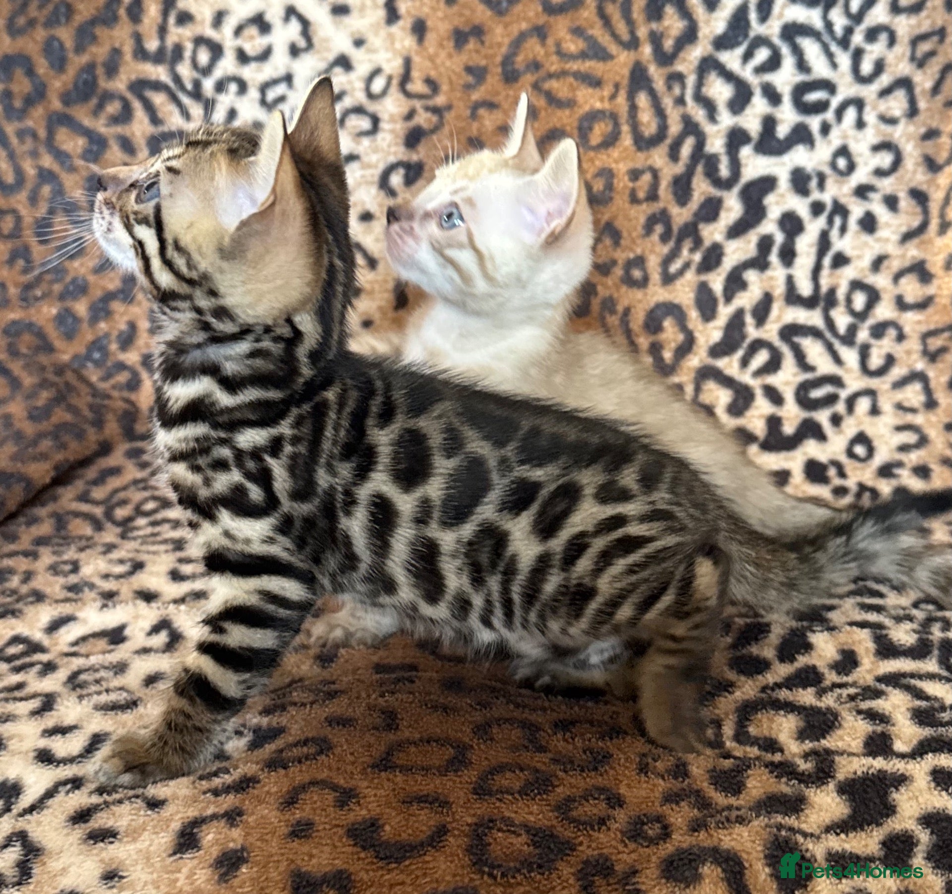 Bengal cats for sale: Top quality Bengal cubs! 2 boys! Ready 01 Nov!  - Advert 4