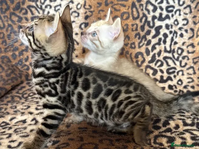 Bengal cats for sale: Top quality Bengal cubs! 2 boys! Ready 01 Nov! - Advert 4