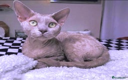 Devon Rex cats for stud: Beautiful Lilac Boy in Southampton - Image 1