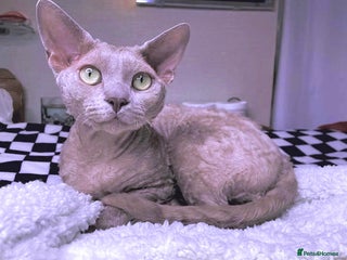 Devon Rex cats in Southampton - Advert 13