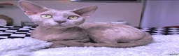 Devon Rex cats for stud: FIFE register 5 generations Beautiful lilac boy - Advert 1