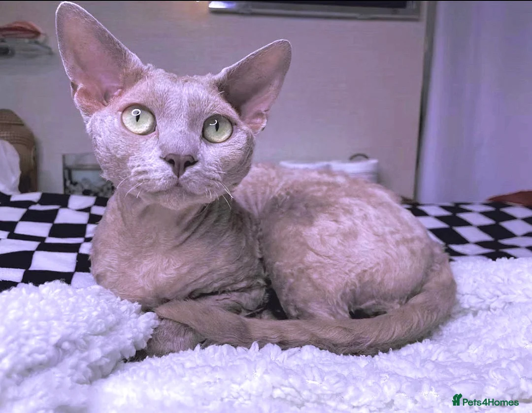 Devon Rex cats for stud: FIFE register 5 generations Beautiful lilac boy - Advert 1