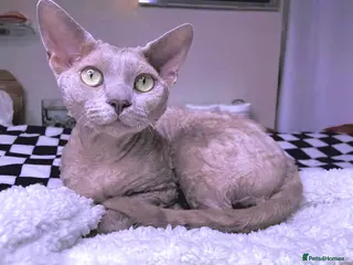 Devon Rex cats FIFE register 5 pedigree Beautiful lilac boy - Advert 2